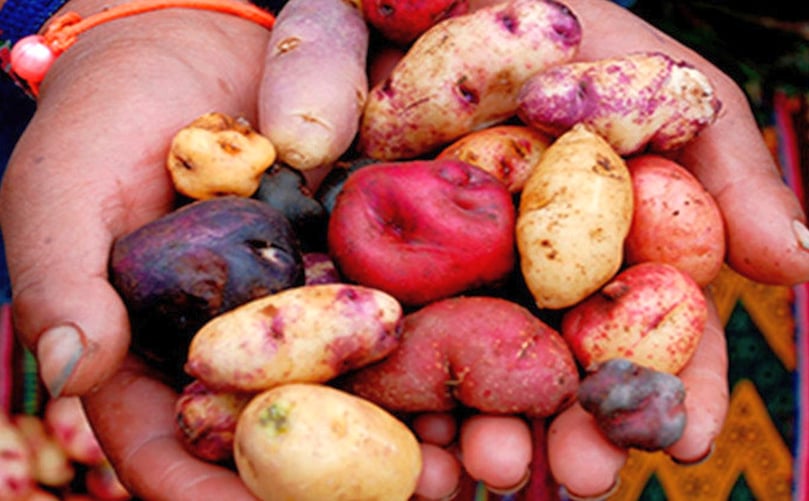 En el Parque de la Papa se cultivan 1.300 variedades de patatas En el Parque de la Papa se cultivan 1.300 variedades de patatas