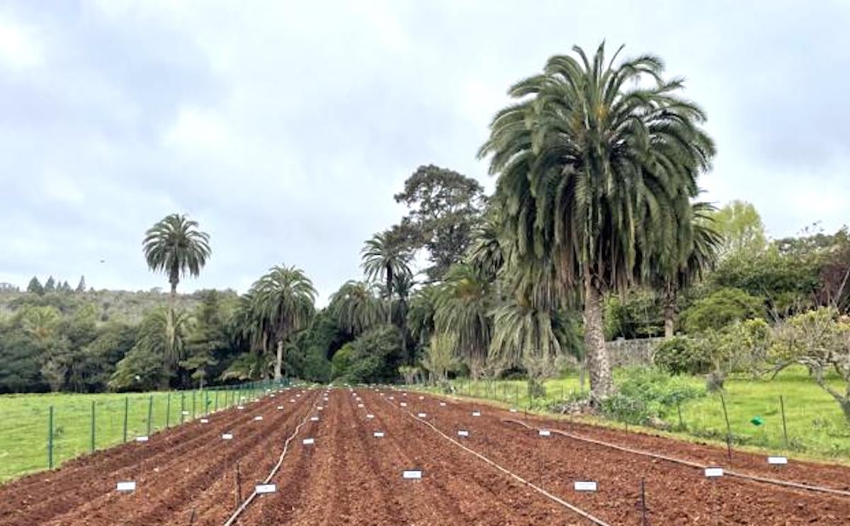 Parcela de la finca de Osorio en la que el Cabildo cultiva las 28 variedades diferentes de papas. Parcela de la finca de Osorio en la que el Cabildo cultiva las 28 variedades diferentes de papas.