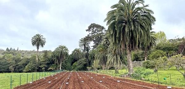 Parcela de la finca de Osorio en la que el Cabildo cultiva las 28 variedades diferentes de papas. 