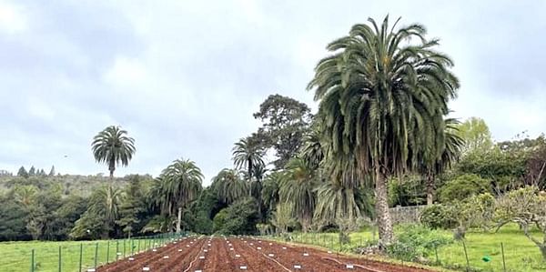 Parcela de la finca de Osorio en la que el Cabildo cultiva las 28 variedades diferentes de papas. 