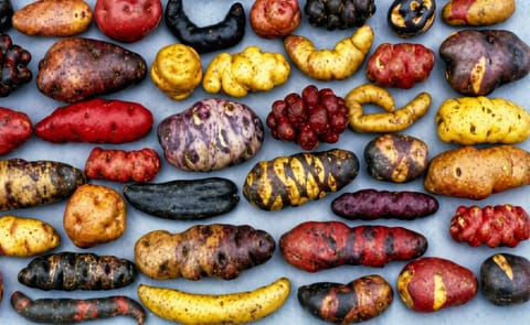 CIP, INIA y socios lanzan nuevo proyecto para mejorar producción de papa CIP, INIA y socios lanzan nuevo proyecto para mejorar producción de papa