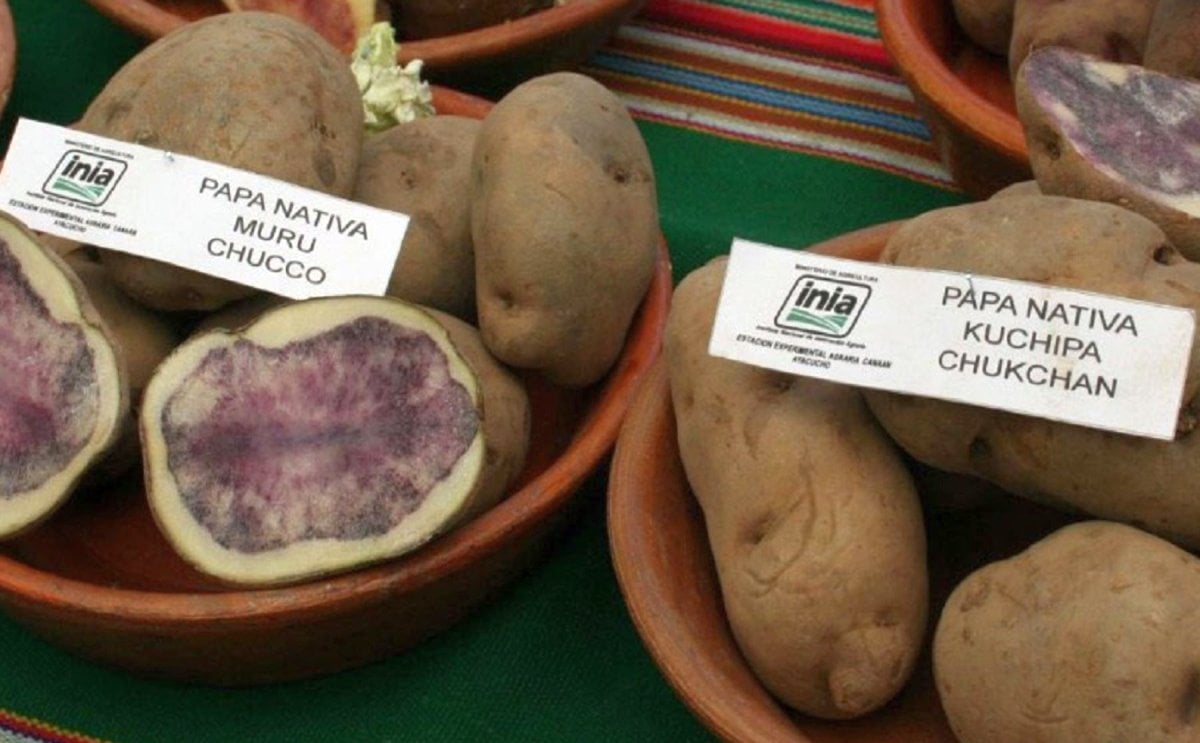 Perú y Bolivia trabajan para mejorar productividad de agricultura familiar de la papa . Perú y Bolivia trabajan para mejorar productividad de agricultura familiar de la papa .