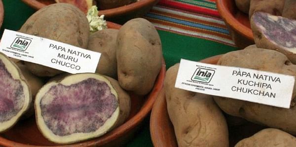 Perú y Bolivia trabajan para mejorar productividad de agricultura familiar de la papa .