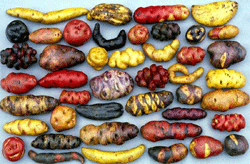  Algunas variedades nativas del Peru