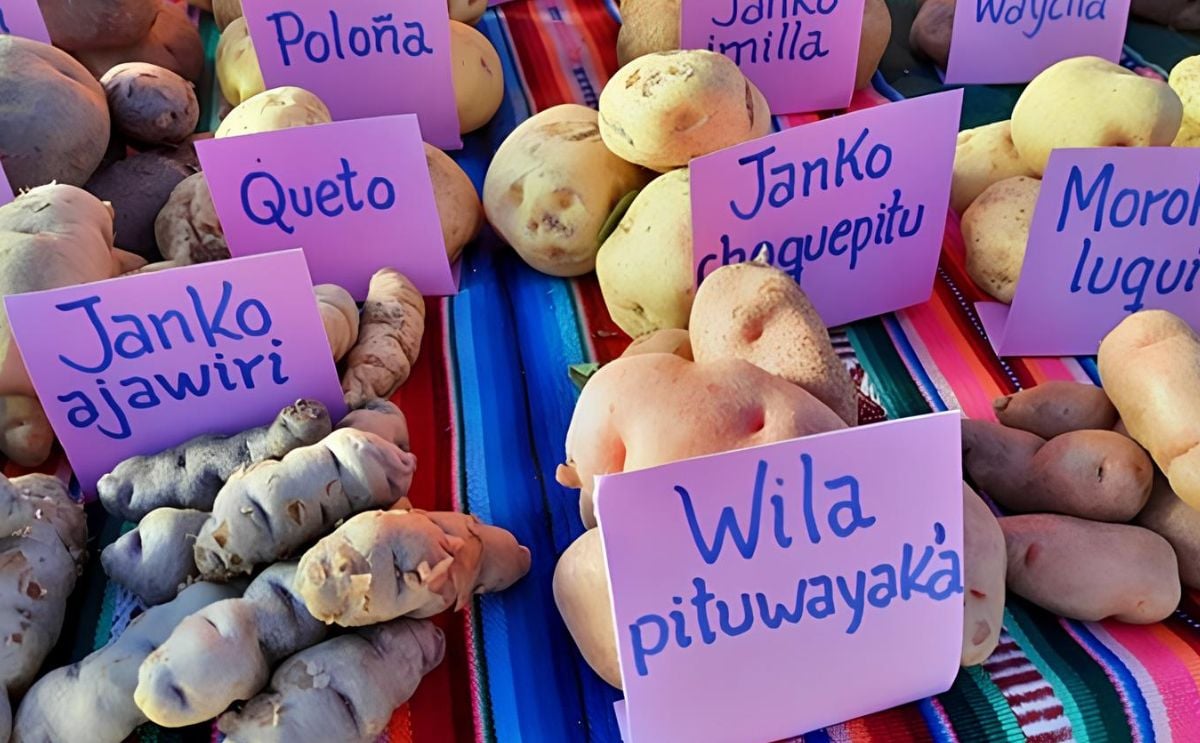 La variedad de papas nativas con su nombre (Cortesía: Alcaldía de La Paz) La variedad de papas nativas con su nombre (Cortesía: Alcaldía de La Paz)