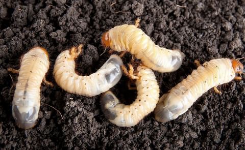 Principales insectos, devoradores de la papa (en Colombia) Principales insectos, devoradores de la papa (en Colombia)