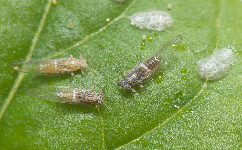 Potato Psyllid (Bactericera cockerelli): The Insect Vector of Zebra Chip Disease Potato Psyllid (Bactericera cockerelli): The Insect Vector of Zebra Chip Disease