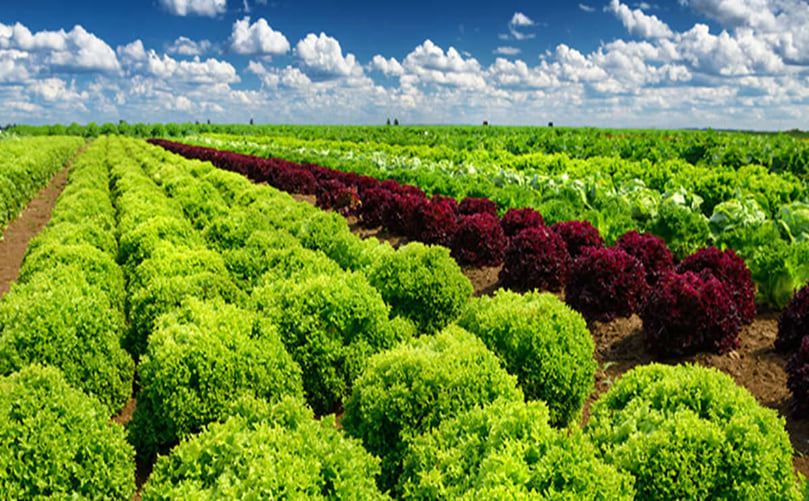 Sustainable fruit and vegetable farming Sustainable fruit and vegetable farming