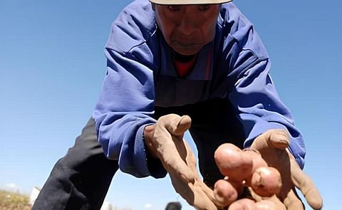 Agricultores venezolanos piden aplazar la Ley de Semillas porque los perjudica Agricultores venezolanos piden aplazar la Ley de Semillas porque los perjudica