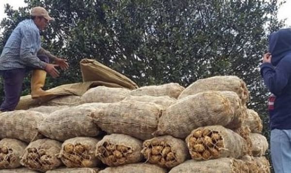 Paperos de Venezuela piden autorización para importar semillas