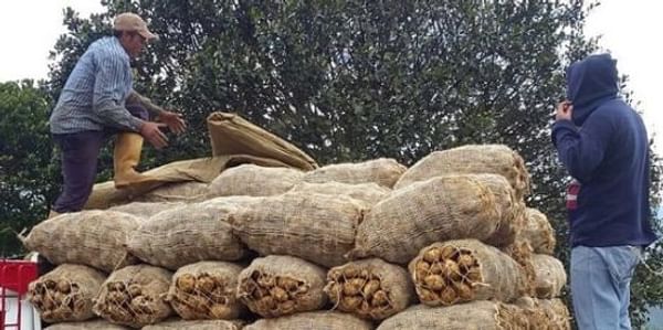 Paperos de Venezuela piden autorización para importar semillas