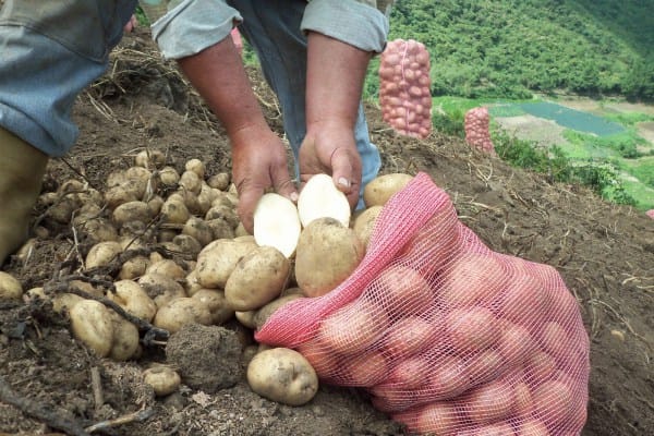 Venezuela cuenta con nuevo centro de almacenamiento y conservación de semilla de papa