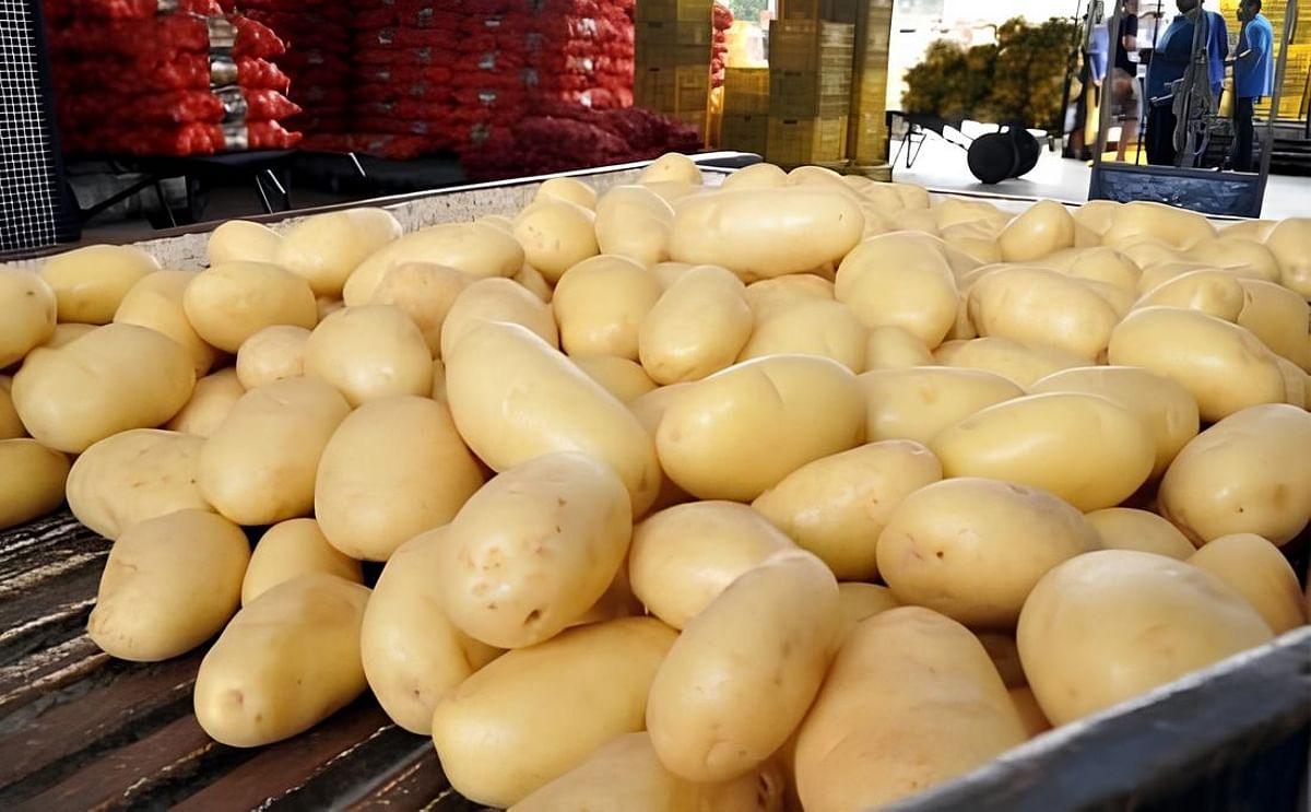 Venezuela: The price of potatoes for processing increases by 185% Venezuela: The price of potatoes for processing increases by 185%