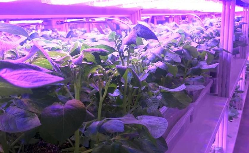 The module stands with automated watering and multichannel LED lighting systems. (Courtesy: Federal Research Center for Biotechnology of the Russian Academy of Science)