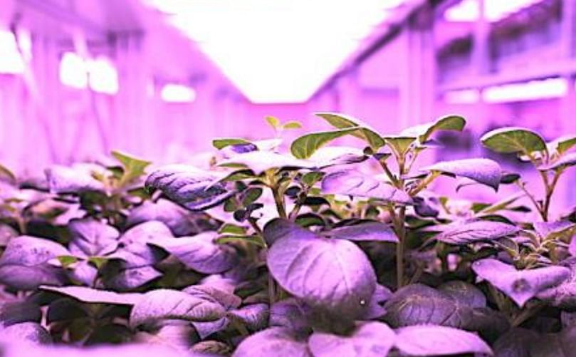 Potato cultivar Innovator variety under LED lighting at the stage of obtaining minitubers
