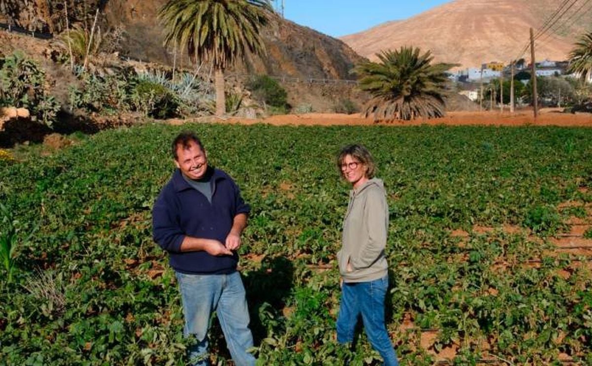 Las papas de Toto retan a la sequía Las papas de Toto retan a la sequía