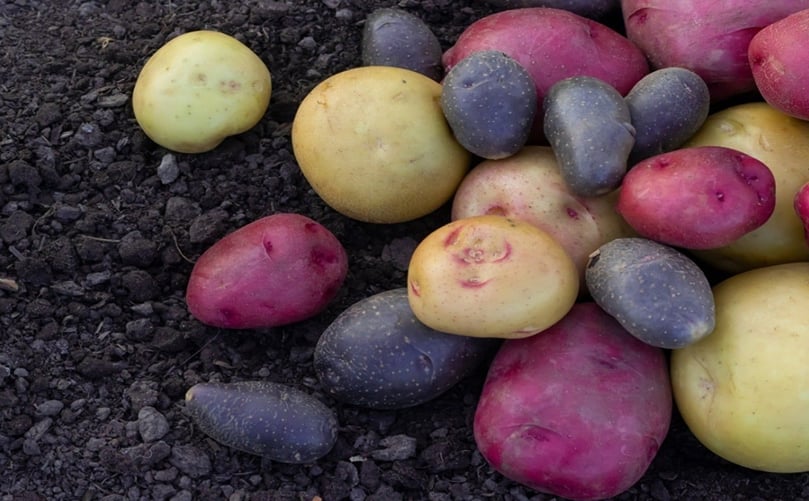 A Rainbow of Flavor: Specialty Potatoes in Every Color A Rainbow of Flavor: Specialty Potatoes in Every Color