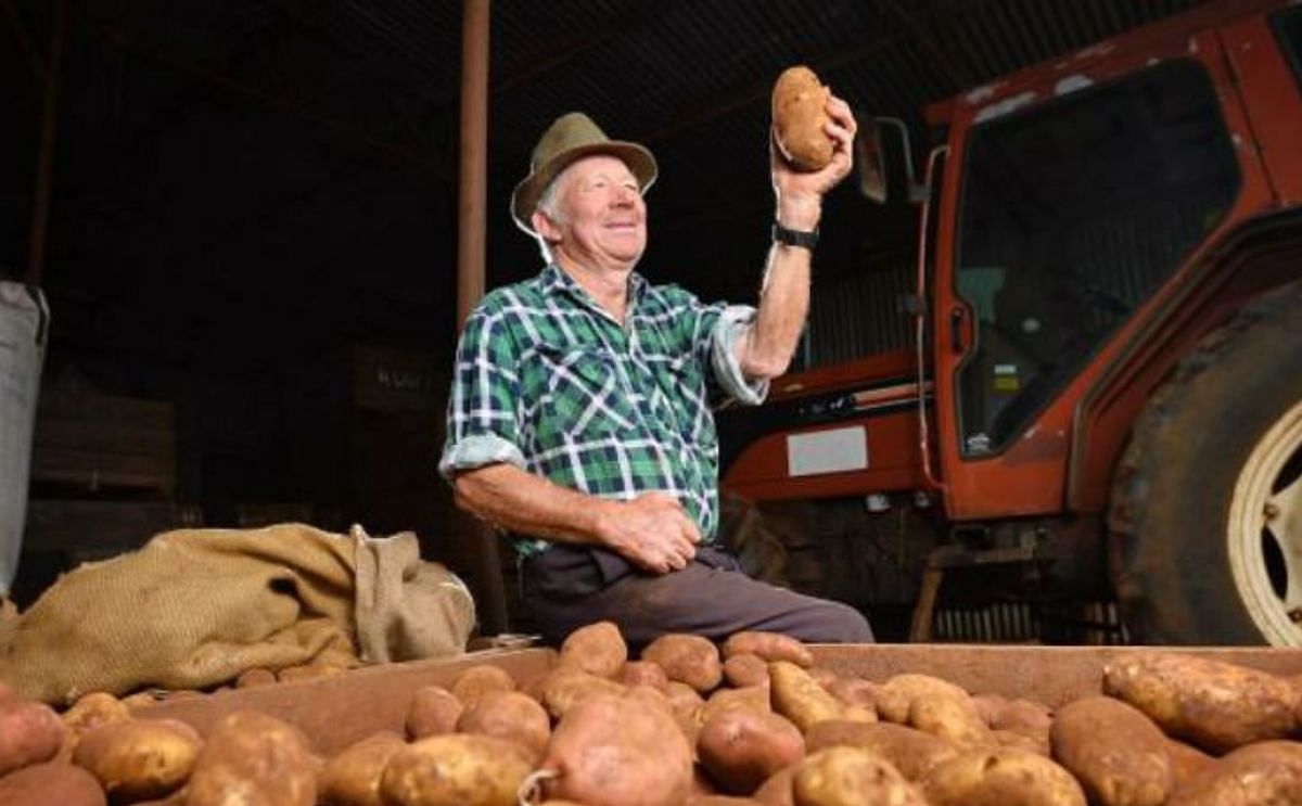Is there a future for potato farming in the traditional potato patch of Victoria? Is there a future for potato farming in the traditional potato patch of Victoria?