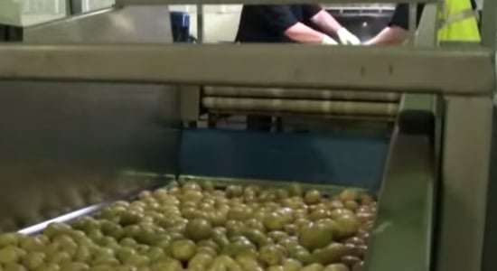 History of the Prince Edward Island Potato Industry:
The Table Stock Sector (12 minutes) History of the Prince Edward Island Potato Industry:
The Table Stock Sector (12 minutes)