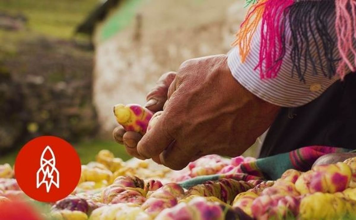 Peruano cultiva 400 variedades de papa para evitar que desaparezcan