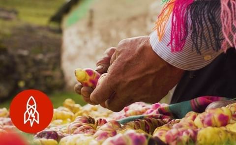 Peruano cultiva 400 variedades de papa para evitar que desaparezcan Peruano cultiva 400 variedades de papa para evitar que desaparezcan