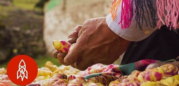 [Video] Peruano cultiva 400 variedades de papa para evitar que desaparezcan