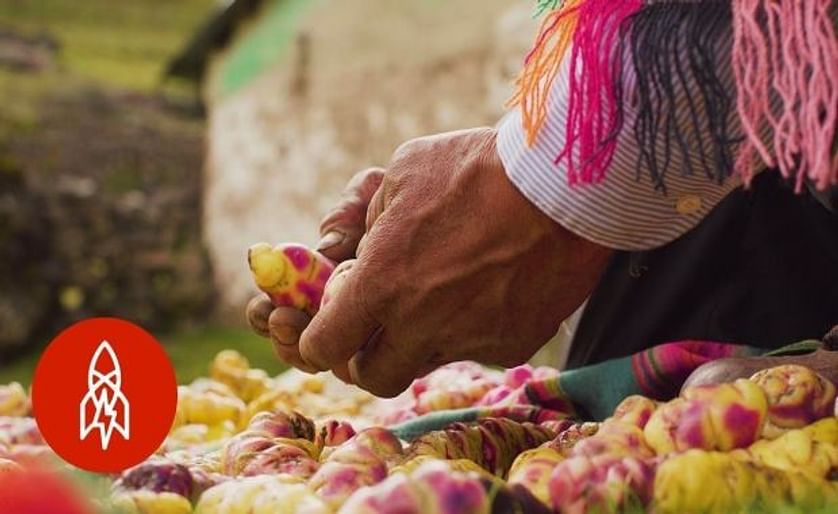 Peruano cultiva 400 variedades de papa para evitar que desaparezcan