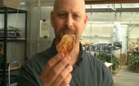 Texas AgriLife Research scientists describe how they are working on a disease that is costing potato producers millions of dollars and could put a bad taste in consumers' mouths when they munch on potato chips...(2009) Texas AgriLife Research scientists describe how they are working on a disease that is costing potato producers millions of dollars and could put a bad taste in consumers' mouths when they munch on potato chips...(2009)