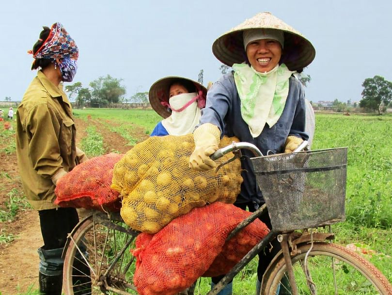 In Vietnam, planting and harvesting potatoes is mainly done by women