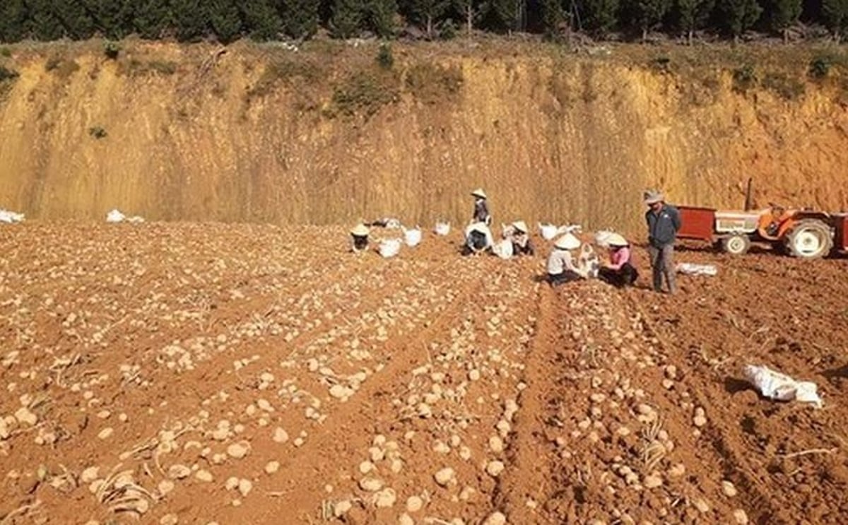 Potatoes from Da Lat will have a new logo and brand that will make it more difficult for traders to sell cheaper Chinese potatoes under the Da Lat name. Potatoes from Da Lat will have a new logo and brand that will make it more difficult for traders to sell cheaper Chinese potatoes under the Da Lat name.