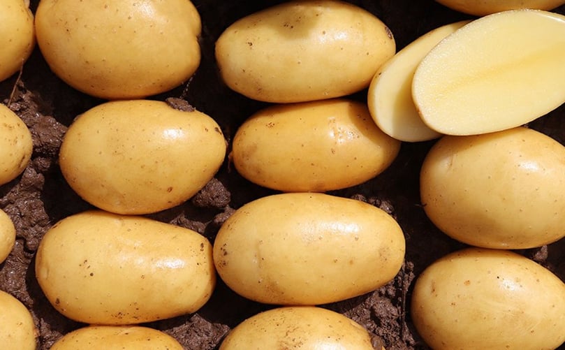 VINDIKA potato variety – features dual nematode resistance and high culinary quality for reliable production VINDIKA potato variety – features dual nematode resistance and high culinary quality for reliable production