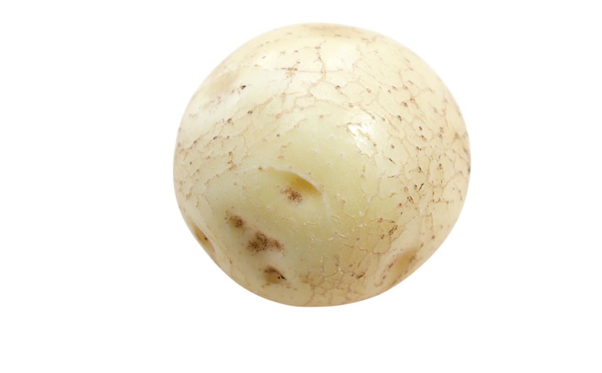 VINETA VINETA