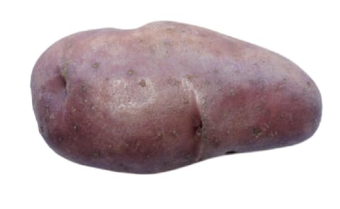 VIOLET VIOLET