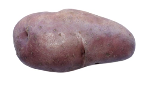 VIOLET VIOLET