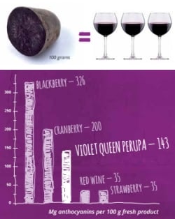 Comparison of the amount of anthocyanins in Perupas with other foods. Comparison of the amount of anthocyanins in Perupas with other foods.