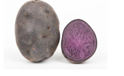 VIOLET STAR VIOLET STAR