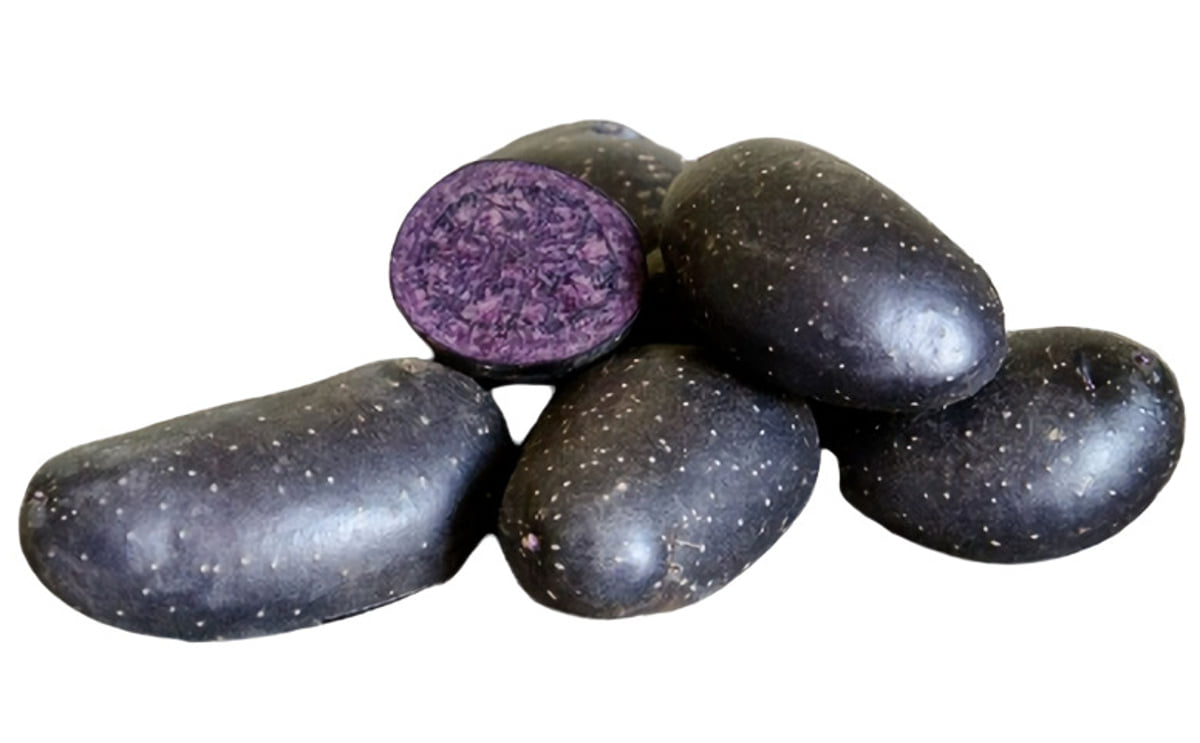 Violette