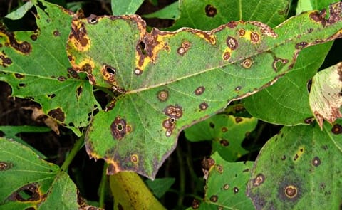 Crearán sistema de alertas tempranas para virus en Chile Crearán sistema de alertas tempranas para virus en Chile