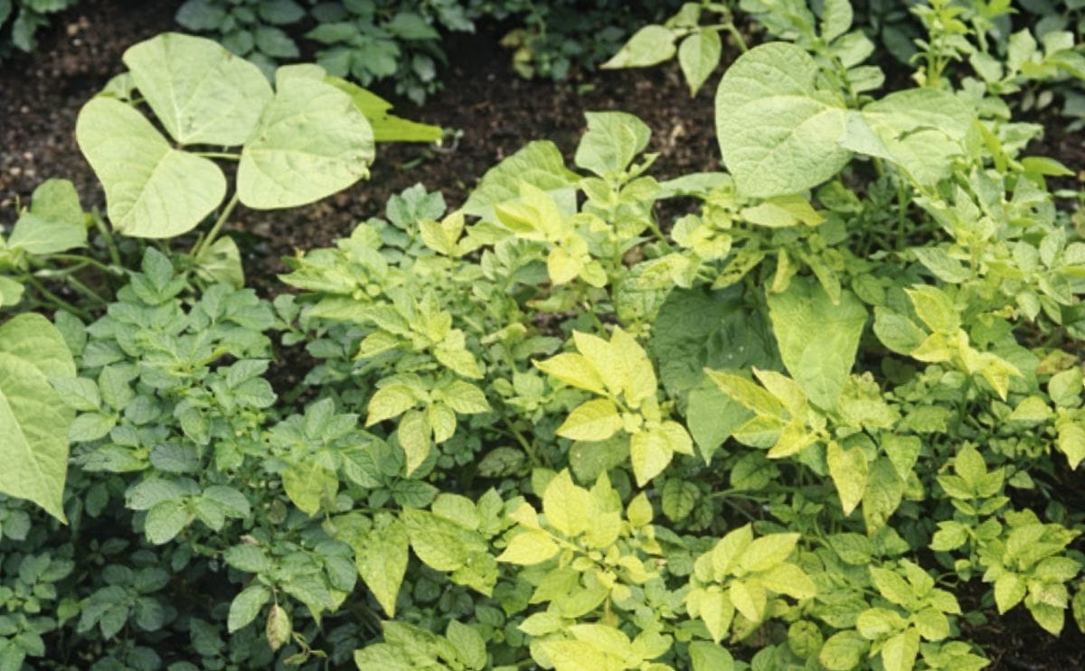 Colombia: Estado de emergencia fitosanitaria por el virus del amarillamiento de la papa Colombia: Estado de emergencia fitosanitaria por el virus del amarillamiento de la papa