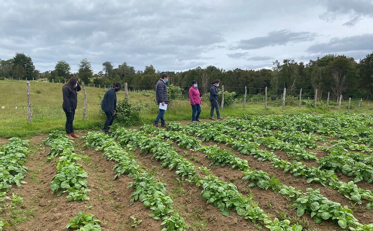 INIA Butalcura organizó taller y día de campo para GTT de semilleristas de papa de Chiloé.