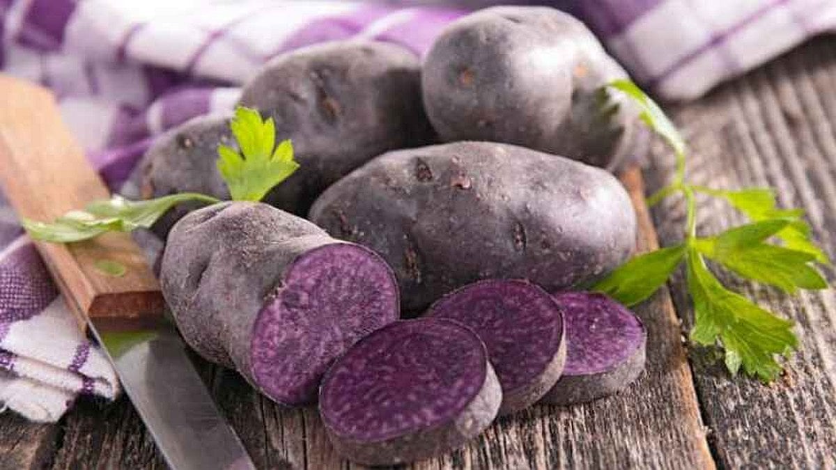 Vitelotte Noire Vitelotte Noire