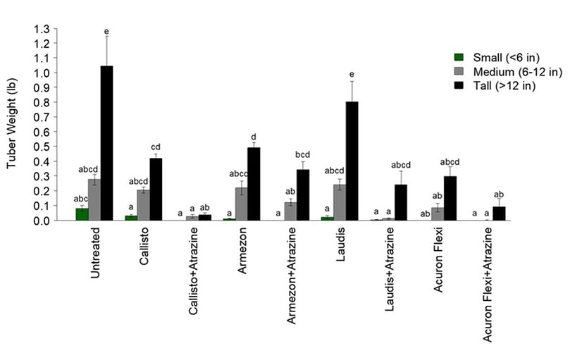 Figure 2. Mean daughter tuber weight at the Montcalm Research Center location. Mean tuber weight values followed by the same letter are not significantly different (P ≤ 0.05). Figure 2. Mean daughter tuber weight at the Montcalm Research Center location. Mean tuber weight values followed by the same letter are not significantly different (P ≤ 0.05).