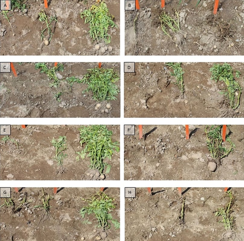 Figure 3. Volunteer potato control 30 days after application. A = Callisto, B = Callisto + Atrazine, C = Armezon/Impact, D = Armezon/Impact + Atrazine, E = Laudis, F= Laudis + Atrazine, G = Acuron Flexi, H = Acuron Flexi + Atrazine. Figure 3. Volunteer potato control 30 days after application. A = Callisto, B = Callisto + Atrazine, C = Armezon/Impact, D = Armezon/Impact + Atrazine, E = Laudis, F= Laudis + Atrazine, G = Acuron Flexi, H = Acuron Flexi + Atrazine.