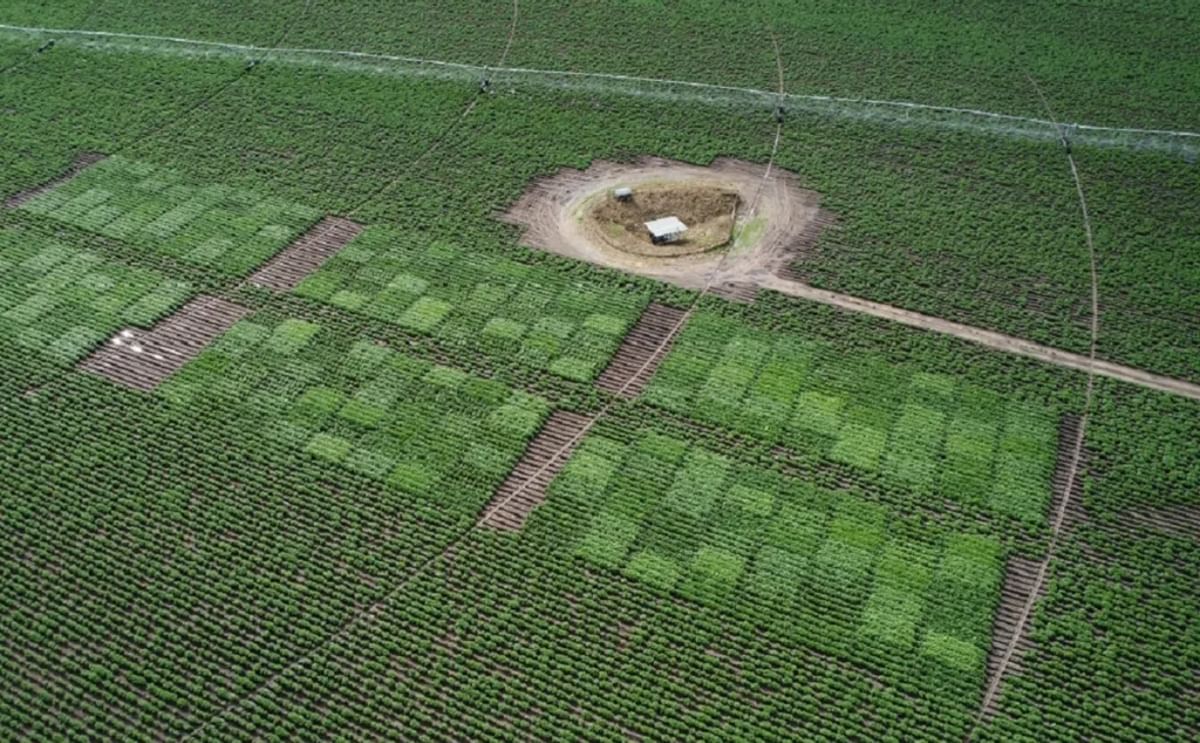 PepsiCo acquires seed potato business Dowling AgriTech