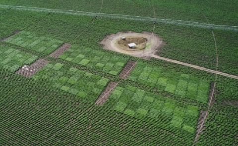 PepsiCo acquires seed potato business Dowling AgriTech PepsiCo acquires seed potato business Dowling AgriTech