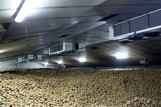 Much less potatoes in store in the Netherlands Much less potatoes in store in the Netherlands