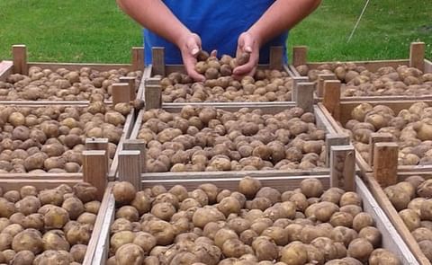 Helft van voorraad wâldgieltsjes nu al verkocht Helft van voorraad wâldgieltsjes nu al verkocht