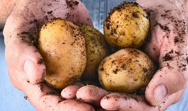 Potato Industry Western Australia looking for best way to grow export
