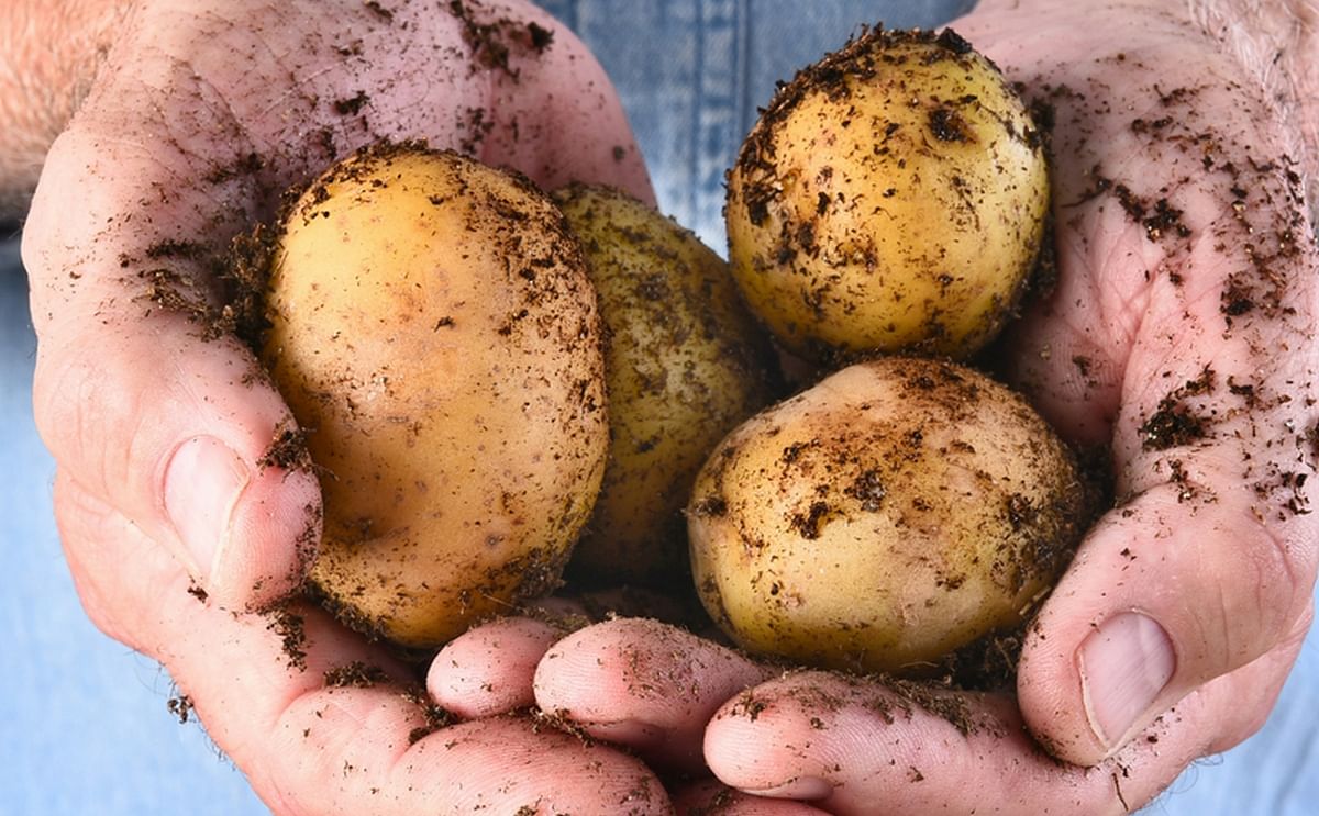 Potato Industry Western Australia looking for best way to grow export Potato Industry Western Australia looking for best way to grow export
