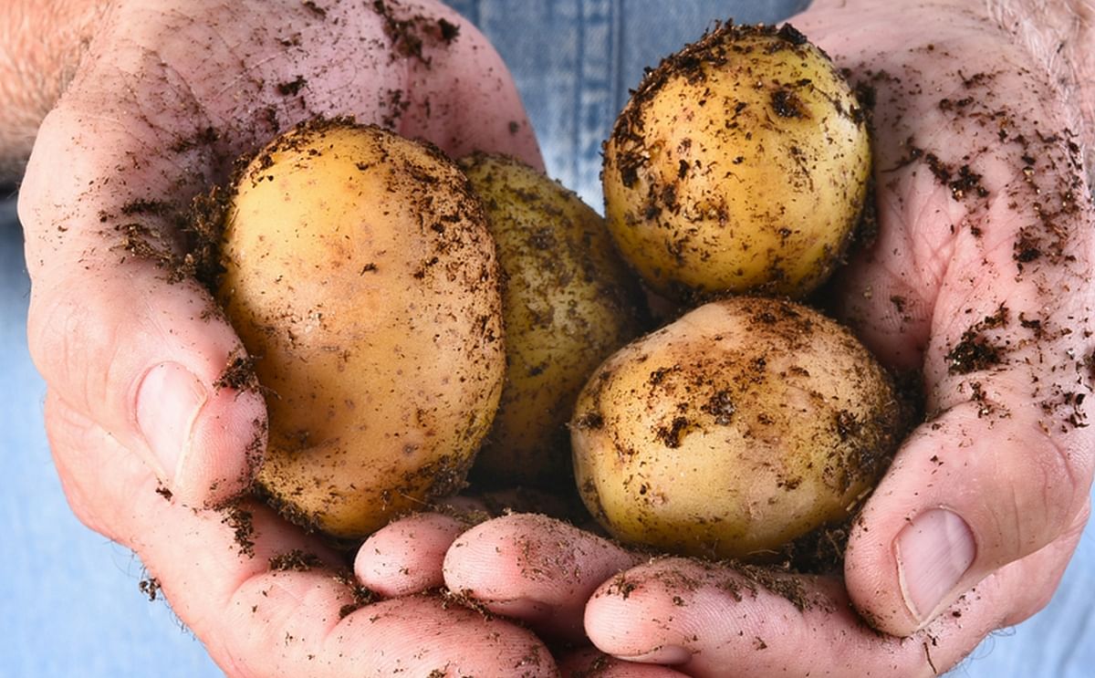 A major effort to develop export opportunities is underway in the Western Australia potato industry